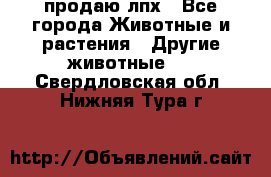 продаю лпх - Все города Животные и растения » Другие животные   . Свердловская обл.,Нижняя Тура г.